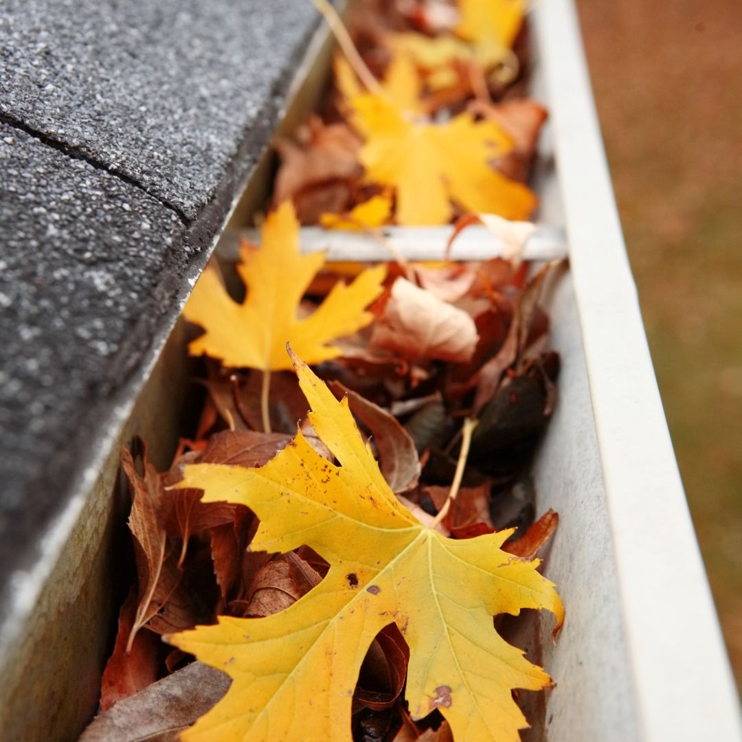 leaves in gutter