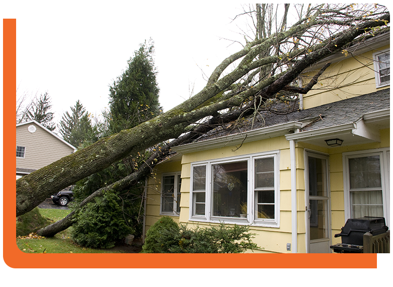 tree damaged roof
