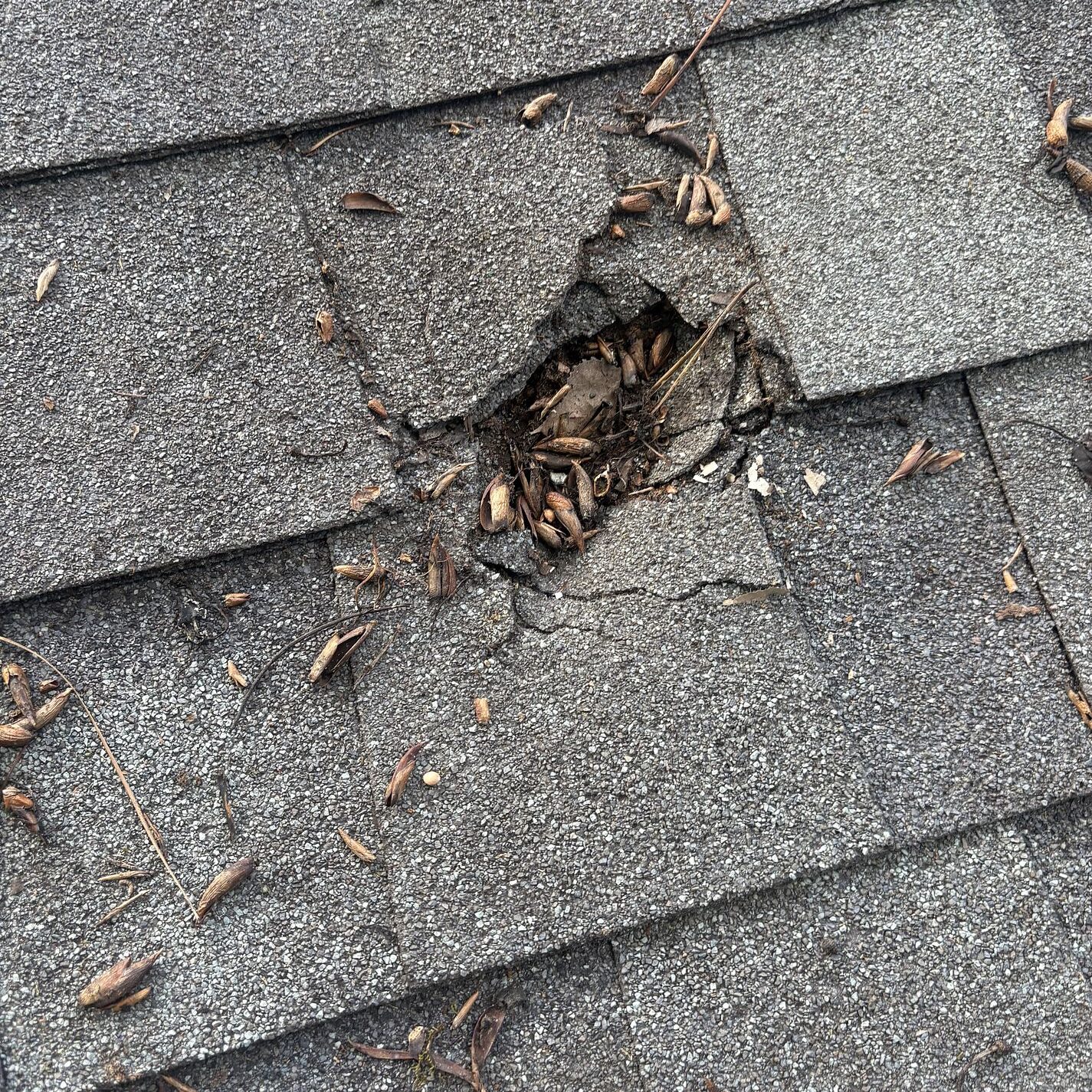 Hail damage - Asphalt roof